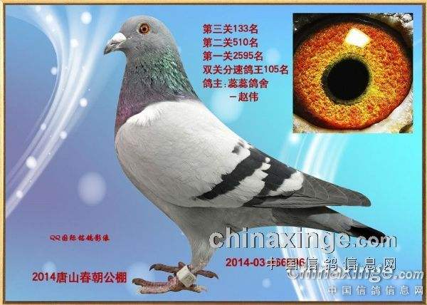 中国信鸽网赛事直播，中国信鸽网赛事直播网！