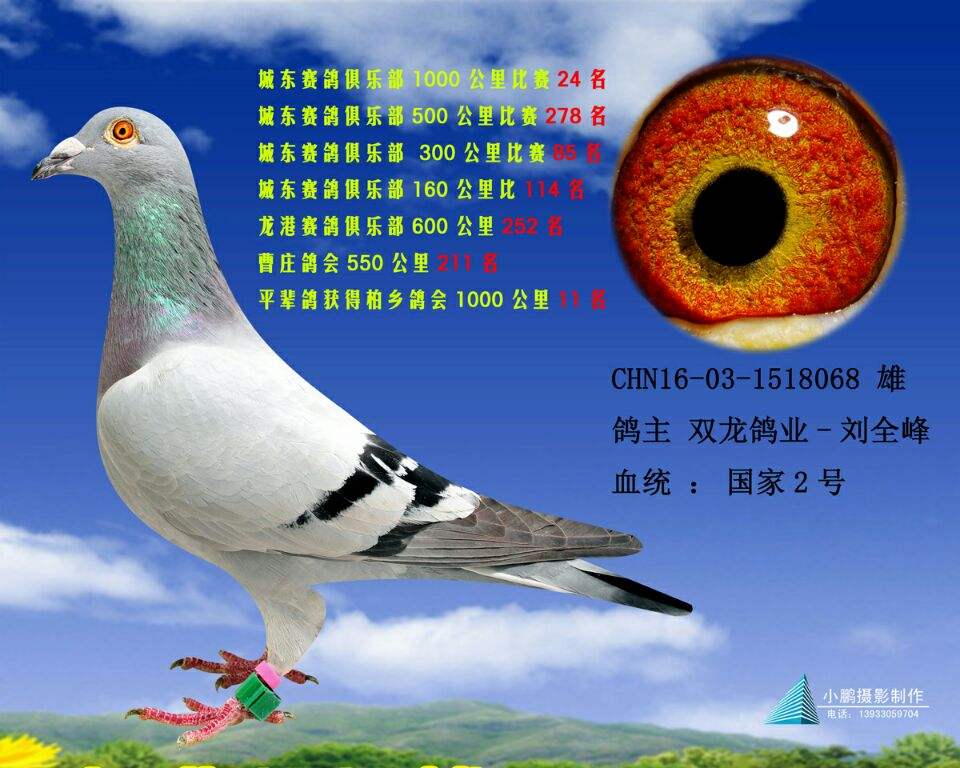 中国信鸽网赛事直播，中国信鸽网赛事直播网！